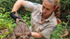 Australia: discovery of a giant buffalo toad of 2.7 kg