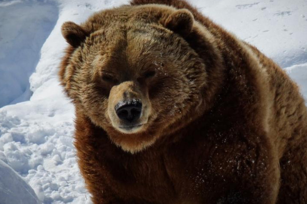 Drama in a Canadian national park: a couple and their dog don't survive a grizzly bear attack - the bear has been shot!