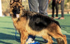 Buddy, the first dog to test positive in the United States, died of coronavirus